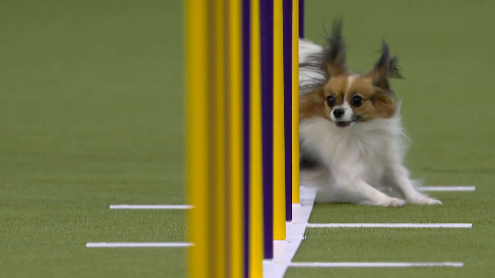 Best of 2025 Masters Agility Championships from Westminster Kennel Club